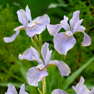 Iris siberiano blu morbido, bandiera siberiana