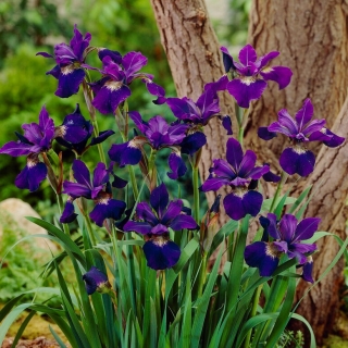 Iris siberiano de terciopelo verde azulado, bandera siberiana