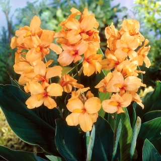 Apricot Dream Canna Lily - Großpackung! - 10 Stk - 