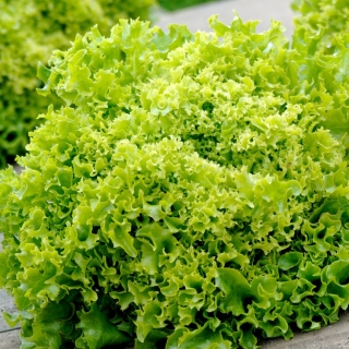 Lirice Batavia-Salat - eine frühe Feldsorte - professionelles Saatgut für jedermann - 