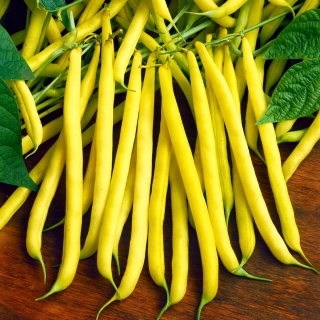 Pitici franceză de fasole galbenă Golden Saxa semințe - Phaseolus vulgaris - 160 semințe - Phaseolus vulgaris L.