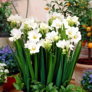 White single-flowered freesia - XL package! - 500 pcs