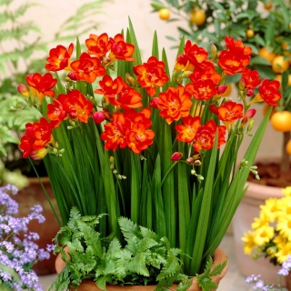 Red double freesia - XL package! - 500 pcs