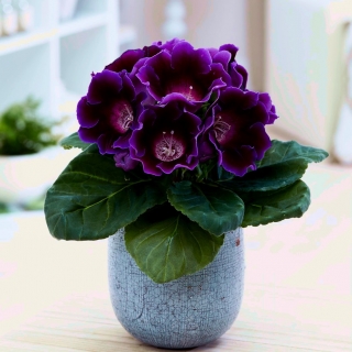 Gloxinia violet fonce Hollywood - grand paquet ! - 10 pieces