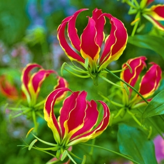 Flame lily - Gloriosa - large package! - 10 pcs; fire lily, gloriosa lily, glory lily, superb lily, climbing lily, creeping lily