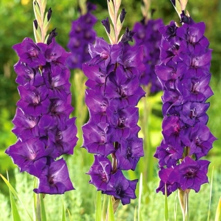 Purple Flora gladiolus - XL package! - 250 pcs