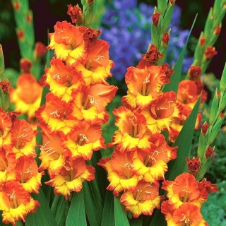 Sunshine gladiolus - stor pakke! - 50 stk