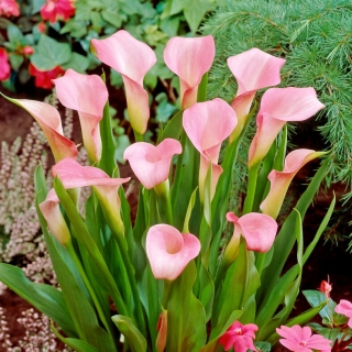 Pink arum liliom; rózsaszín calla, piros calla liliom - nagy csomag! - 10 db.