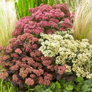 Stonecrop - colour and variety mix - seedling - large package! - 10 pcs