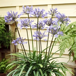 Dr Brouwer Agapanthus; Afrikansk Lily, Lily of the Nile