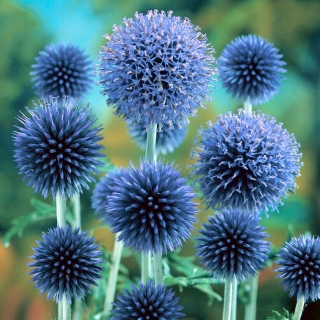 Taplow Blauwe glandulaire blauwe distel - hemelsblauwe bloemen - 