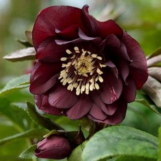 Rosa de Cuaresma Double Ellen Purple - ¡paquete grande! - 10 piezas