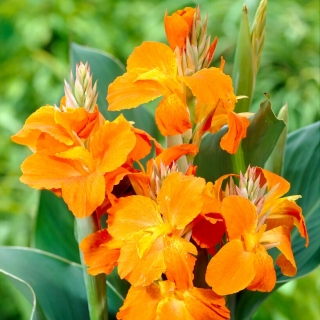 Orange canna lilja