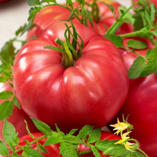 Tomato Raspberry Giant seeds - Lycopersicon lycopersicum