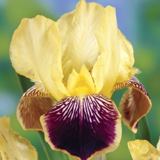 Iris germanica Nibelungen - голяма опаковка! - 10 бр.