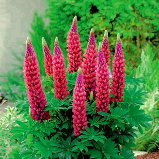 Lupinus, Lupin, Lupine The Pages - large package! - 10 pcs