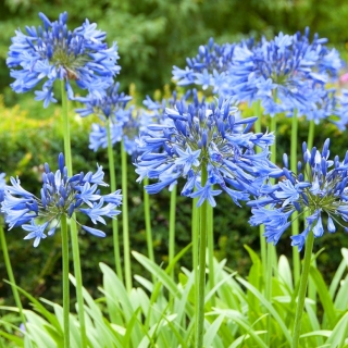 Agapanthus, Lily of the Nile Blue - stort paket! - 10 st