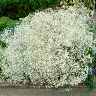 Fehér virágú baba lehelet - Gypsophila - gyökérkészlet - nagy csomag! - 10 db.
