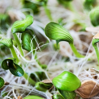 BIO spirende frø - squash-sertifiserte organiske frø; gresskar - 