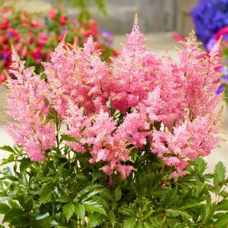 Astilbe "Darwin's Dream" - rose clair; fausse spiree - gros paquet ! - 10 pieces