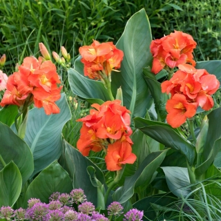 Canna lily - Happy Cleo - pacote XL - 50 unidades