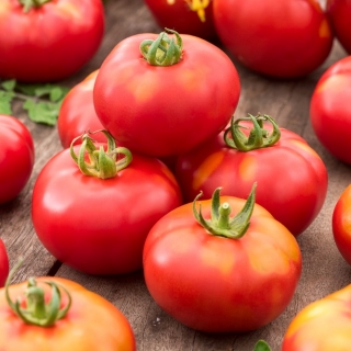 "Janko F1" tomaat - voor vollegronds- en glastuinbouw - 