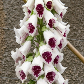 Gewöhnlicher Fingerhut - weiß-karmesinrote Blüten - 1 Stk - 