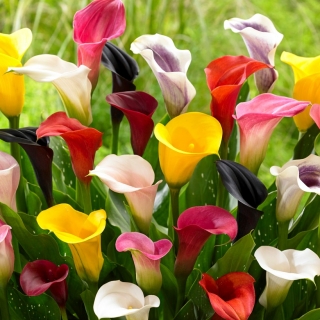 Výber farieb Calla lily - veľké balenie! - 10 ks