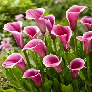 Sannah calla lily (Zantedeschia)