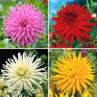 Dahlia - a selection of 4 most intriguing varieties