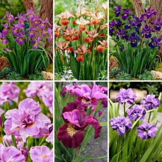 Siberian iris - a selection of 6 most intriguing varieties