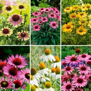 Coneflower - a selection of 6 most intriguing varieties