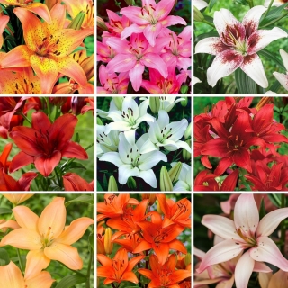 Asiatic lily - a selection of 9 most popular varieties