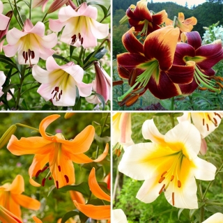 Tree lily - a selection of 4 most popular varieties