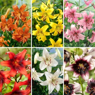 Tiger lily - a selection of 6 most popular varieties