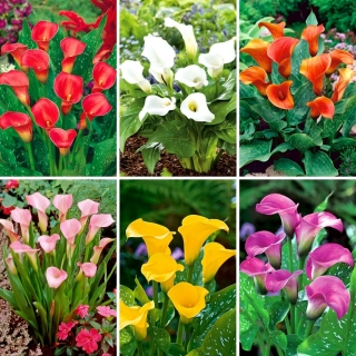 Calla lily - a selection of 6 most popular varieties