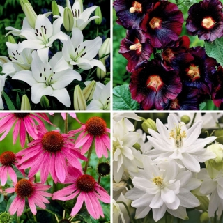 Vårens bestselgere - samling av 4 blomstrende plantesorter
