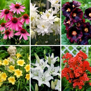 Jarné bestsellery - kolekcia 6 druhov kvitnúcich rastlín