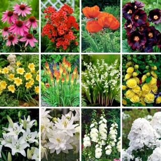 Spring bestsellers - collection of 12 flowering plant varieties