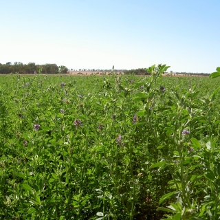 "La Bella Campagnola" alfalfa - 1 kg - 