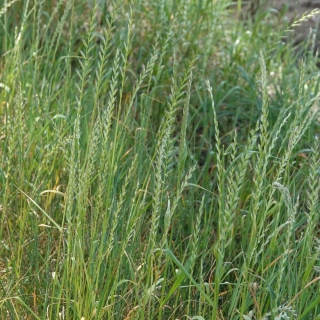 Raigrass hibrid „4N Gala” - 5 kg - 