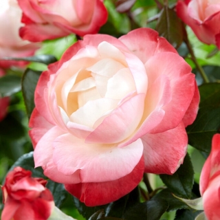 Hvid karmosinrød randet storblomstret (Grandiflora) rose - frøplante - 