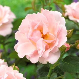 Světle růžová parková růže - sazenice - 