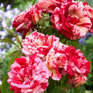 Raudonai baltai dryžuota daugiaflora rožė (Polyantha) – daigas - 
