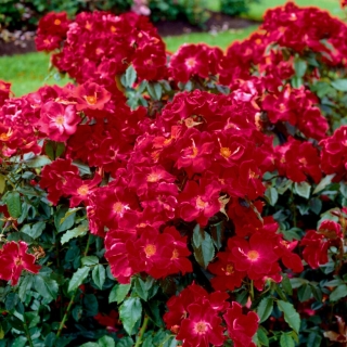 Karmínově červená krajinná růže - sazenice - 