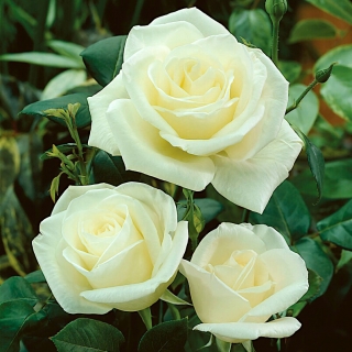 Vrtnica z velikimi cvetovi (Grandiflora) "Devica" - sadika - 