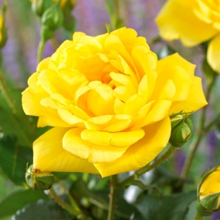 "Allgold" daudzfloras roze (Polyantha) - stāds - 
