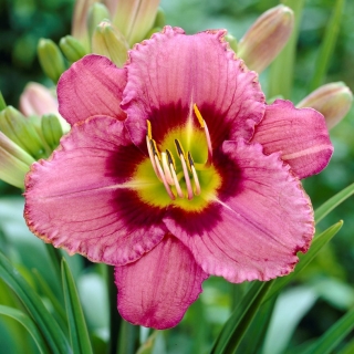 Daylily Always Afternoon - gros paquet! - 10 pieces