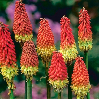 Kniphofia, Red Hot Poker, Tritoma Red-Yellow - XL-pack - 50 st