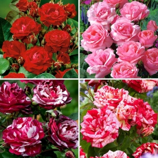 Multiflora ros (Polyantha) - röda och rosablommiga sorter - fyra plantor - 